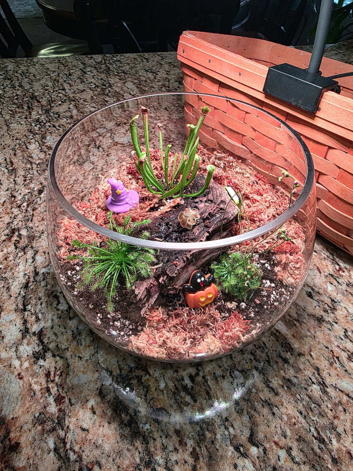 Carnivorous Bog Garden Workshop