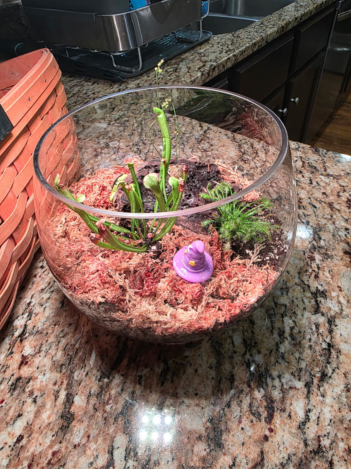 Carnivorous Bog Garden Workshop