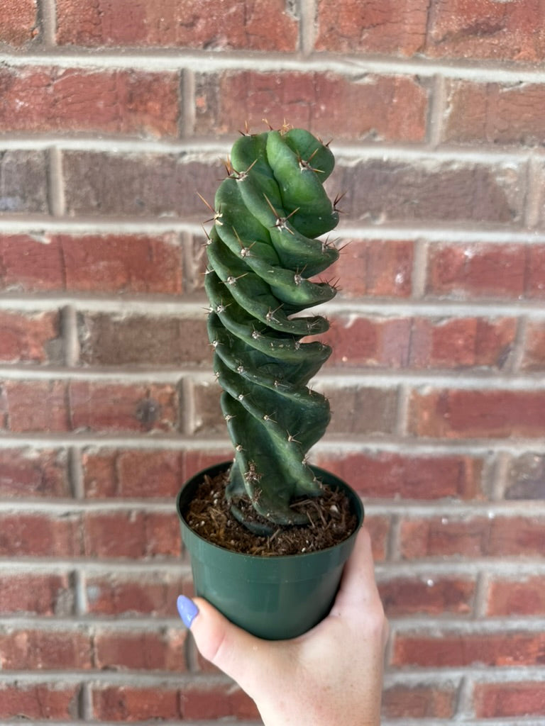 Cereus forbesii spiralis | Spiral Cactus