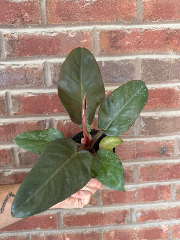 Philodendron &