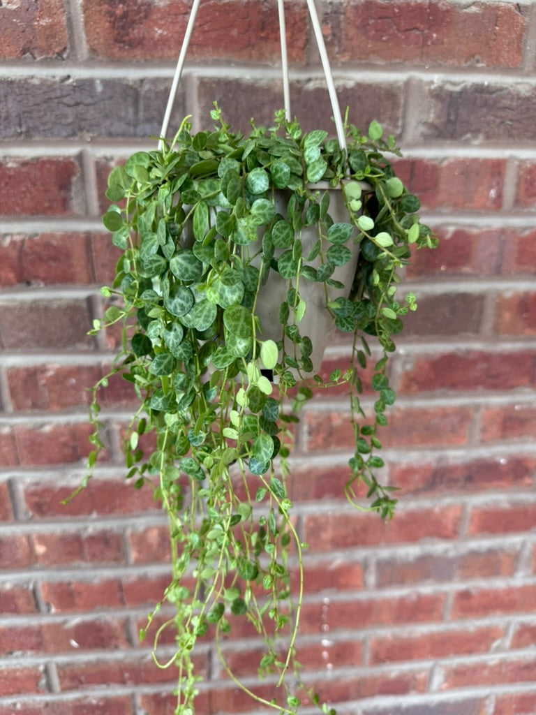 Peperomia prostrata &
