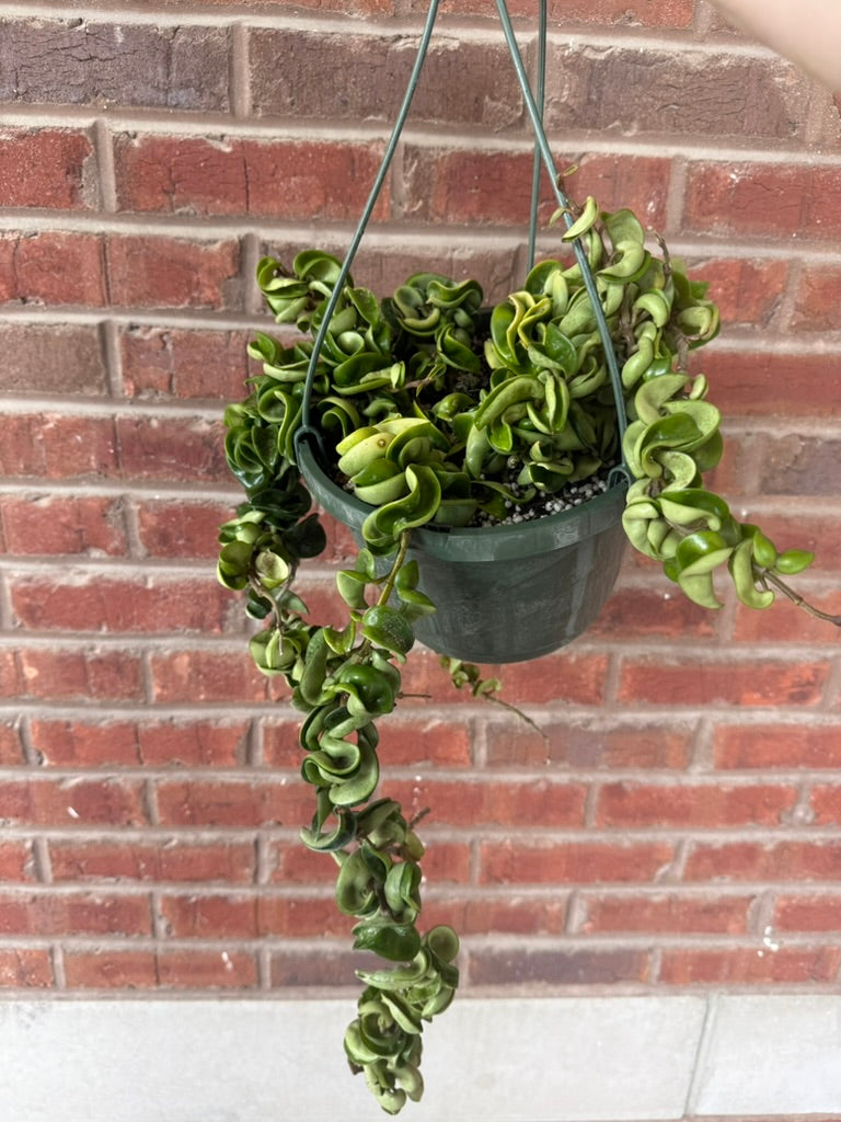 Hoya carnosa &