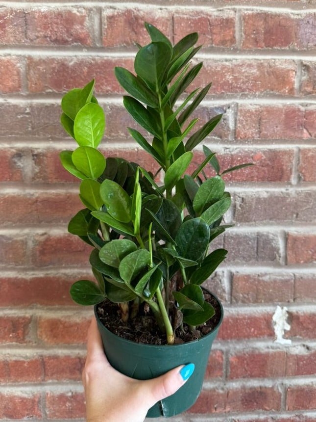 Zamioculcas Zamiifolia &