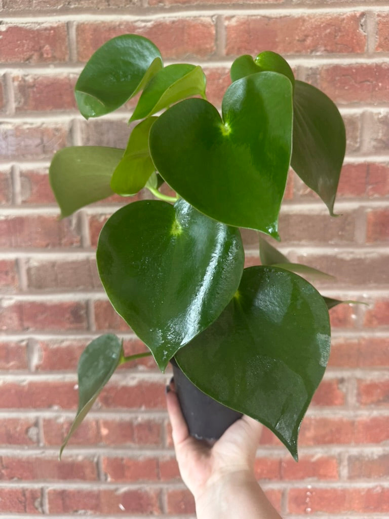 Peperomia polybotrya &