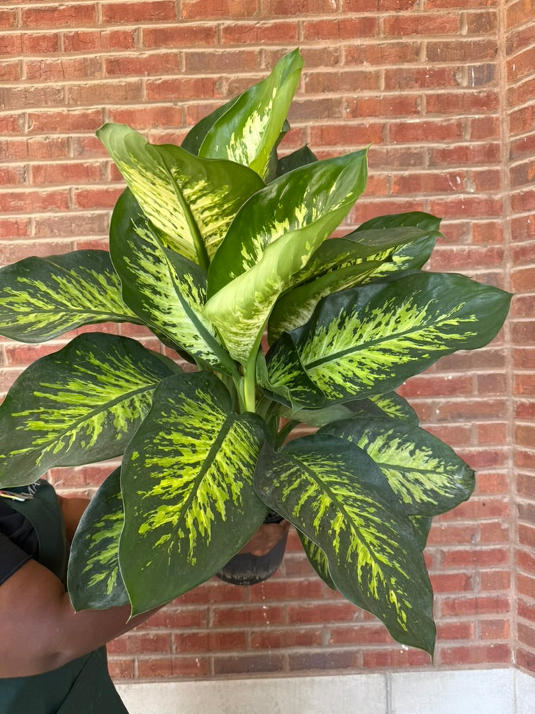 Dieffenbachia &