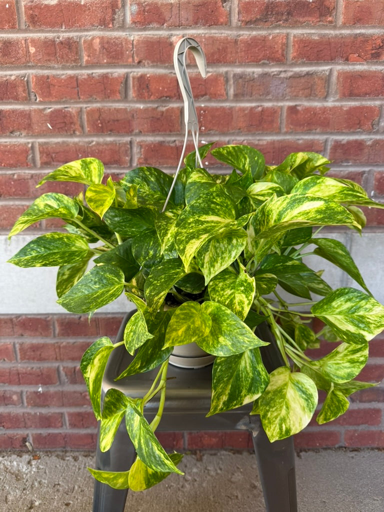 Pothos &