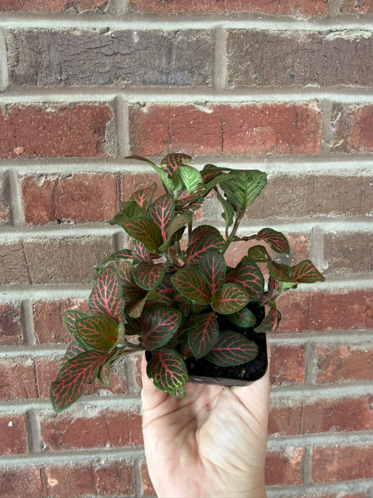 Fittonia albivenis &