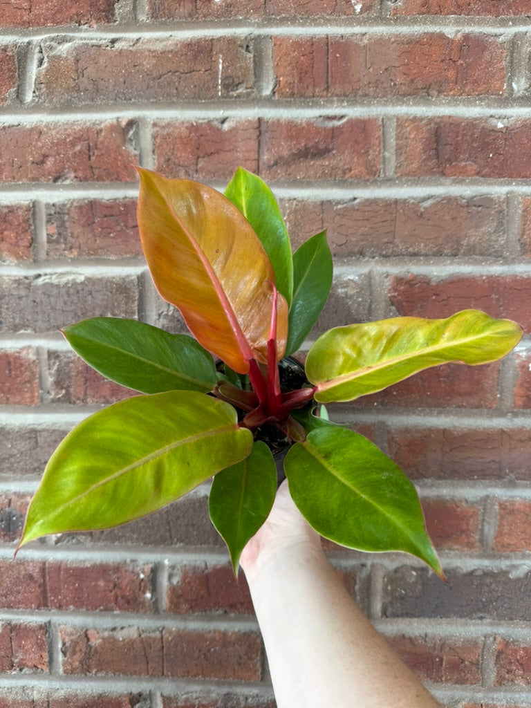 Philodendron &