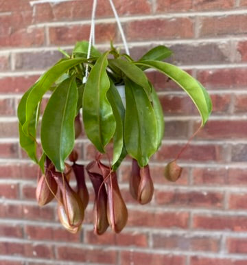 Nepenthes Alata | Pitcher Plant