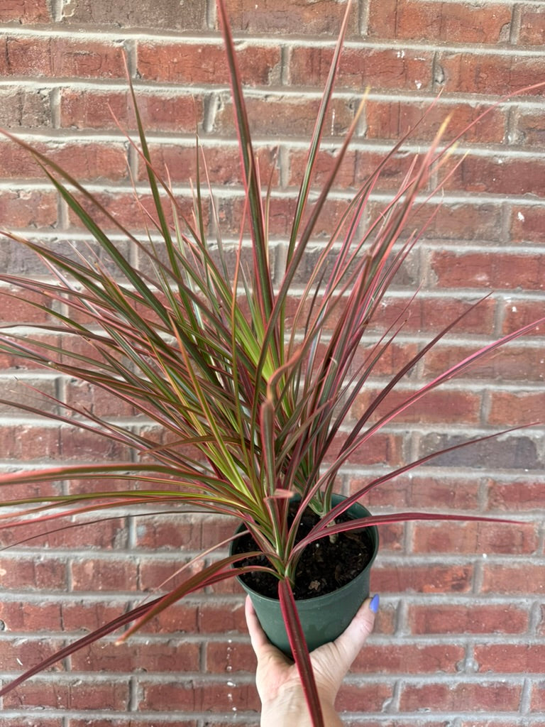 Dracaena Marginata &