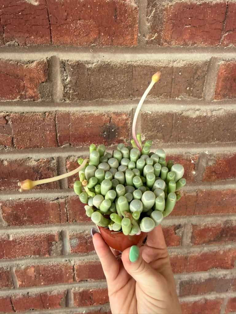 Succulent &