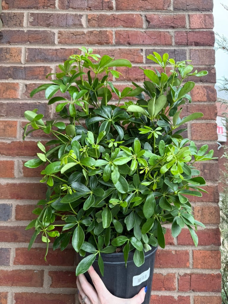 Schefflera Arboricola &