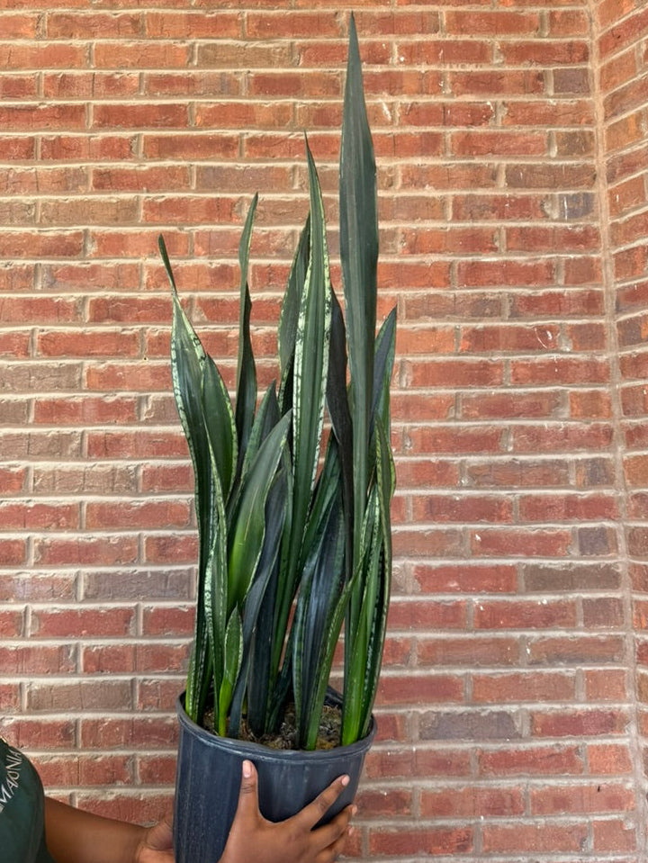 Dracaena &