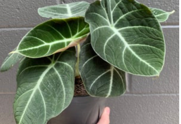 Alocasia &