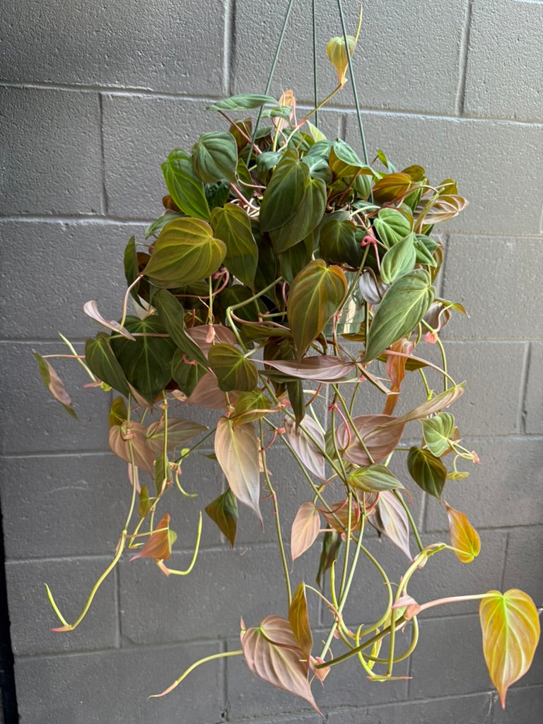 Philodendron Micans | Velvet Leaf