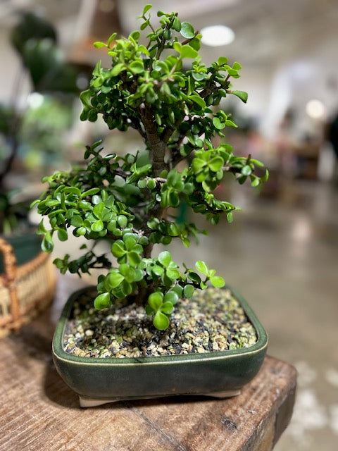 Bonsai Workshop