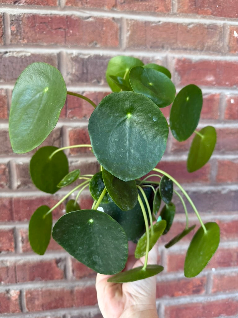 Pilea Peperomioides | Chinese Money Plant