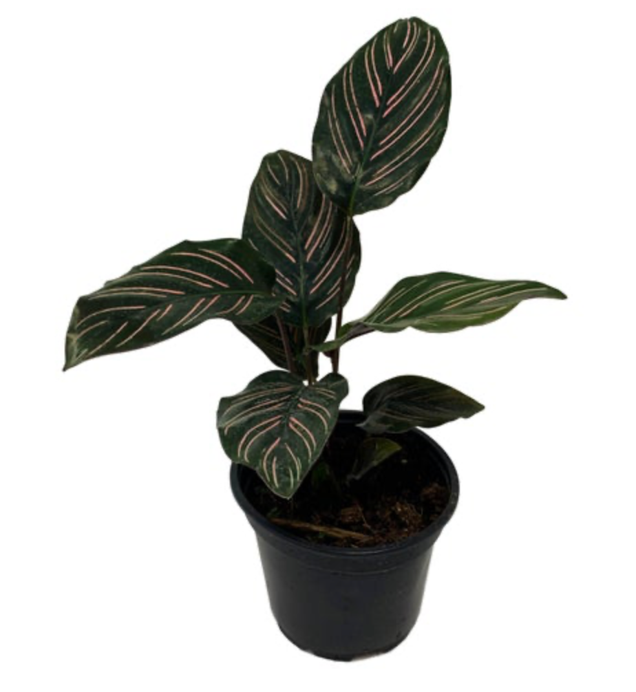 Calathea Ornata | Pinstripe Plant
