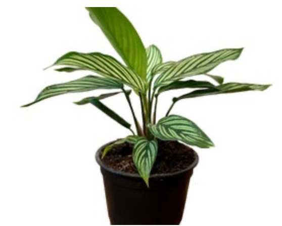 calathea vittata Calathea 'Vittata' – Mahonia