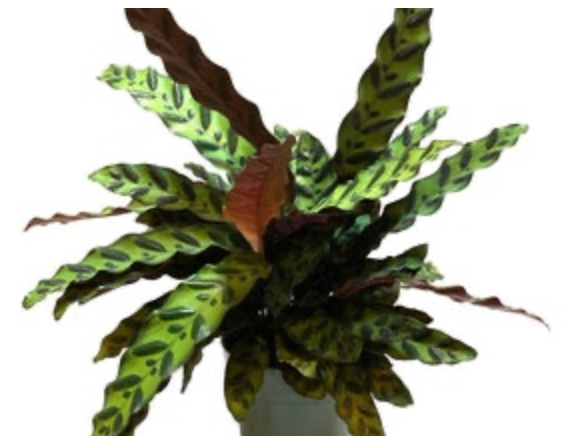 Calathea Lancifolia | Rattlesnake Calathea