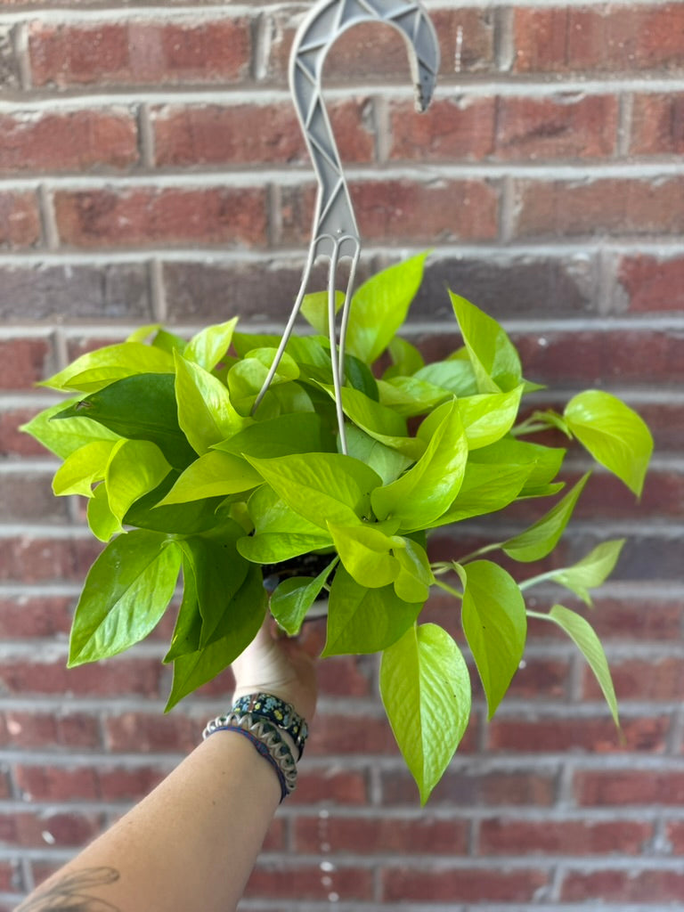 Epipremnum aureum &