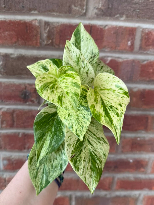 Pothos Snow Queen