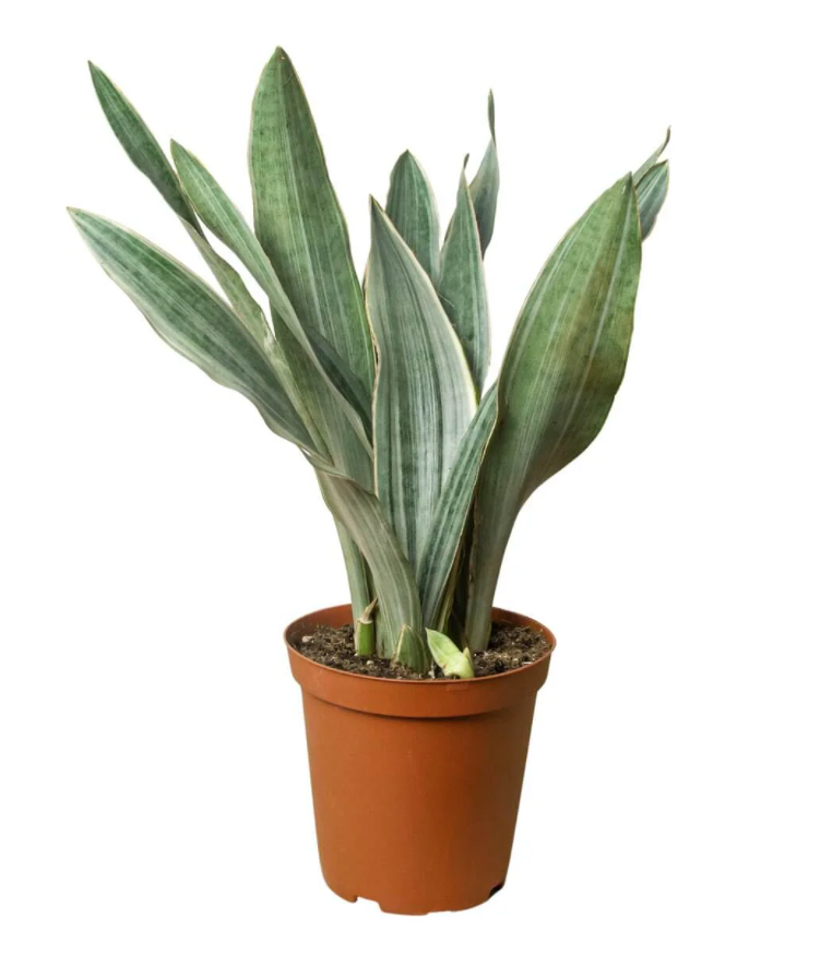 Dracaena &