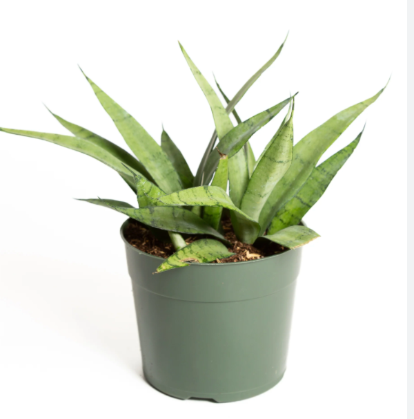 Dracaena &