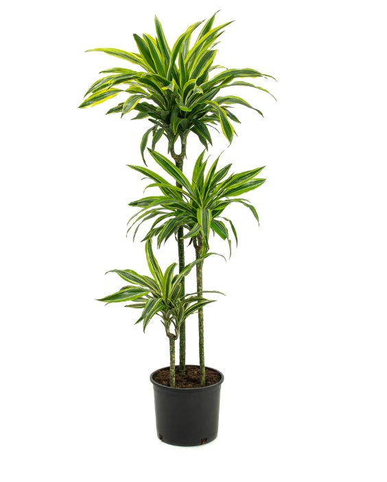 Dracaena Deremensis &