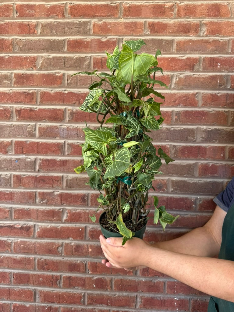 Syngonium podophyllum &