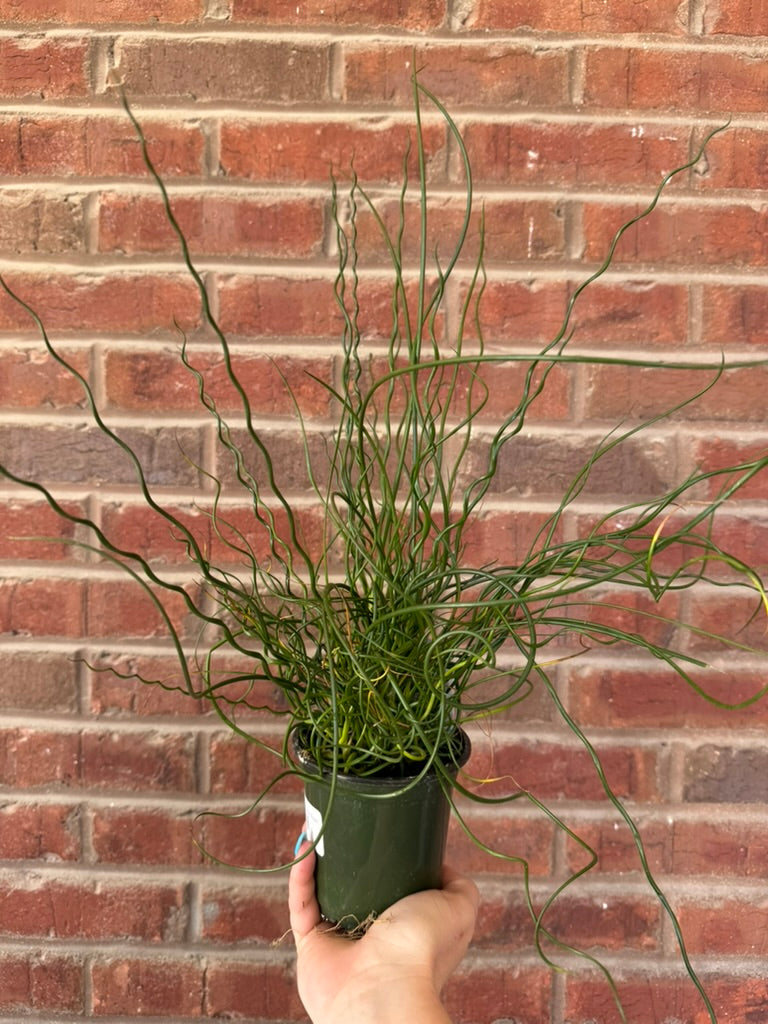 Juncus Spiralis | Corkscrew Rush