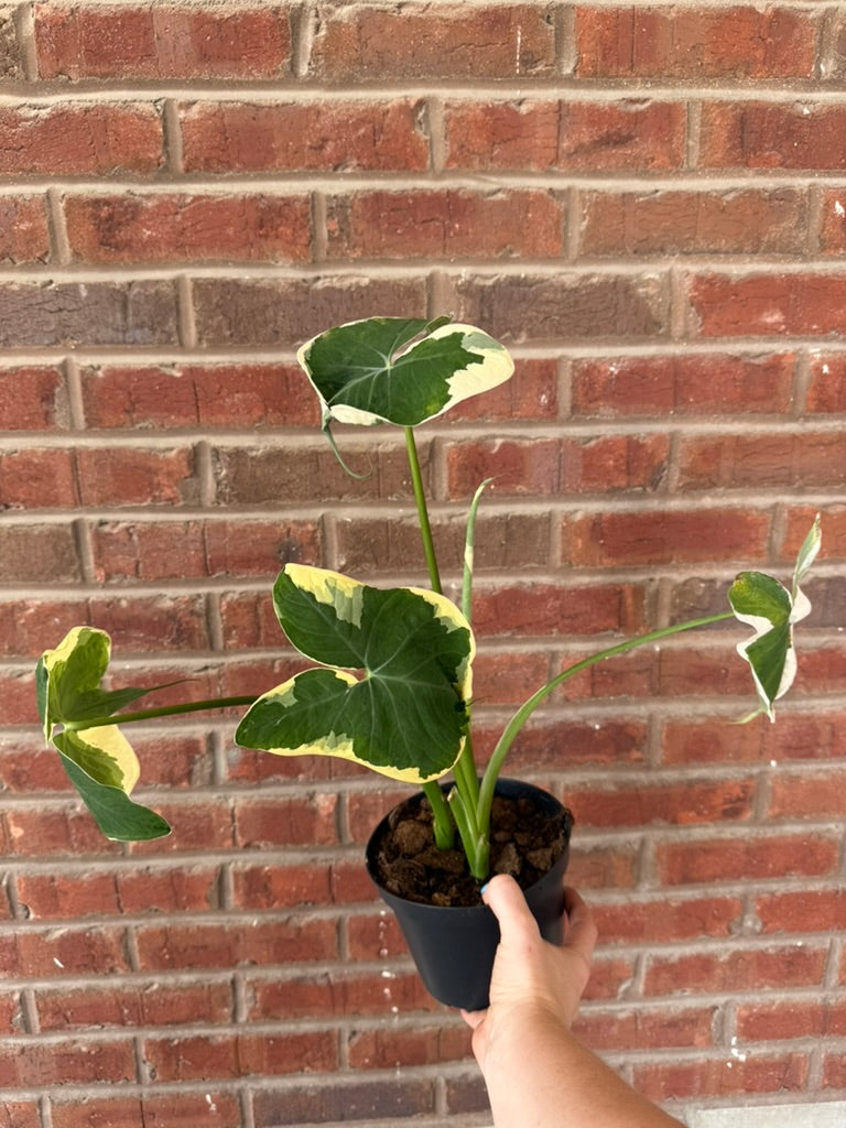 Alocasia &