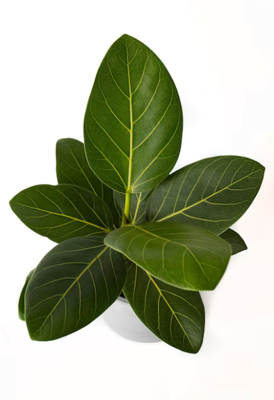 Ficus Altissima &