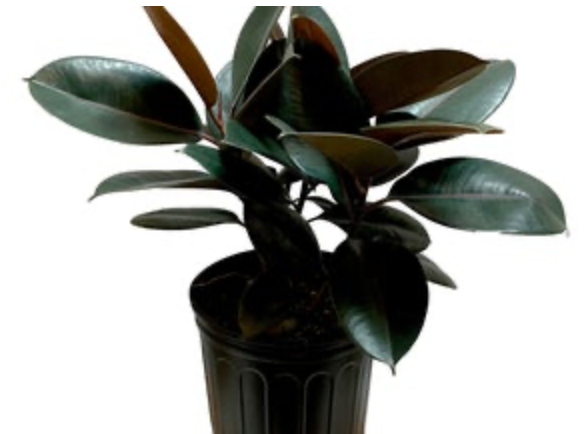Ficus elastica &