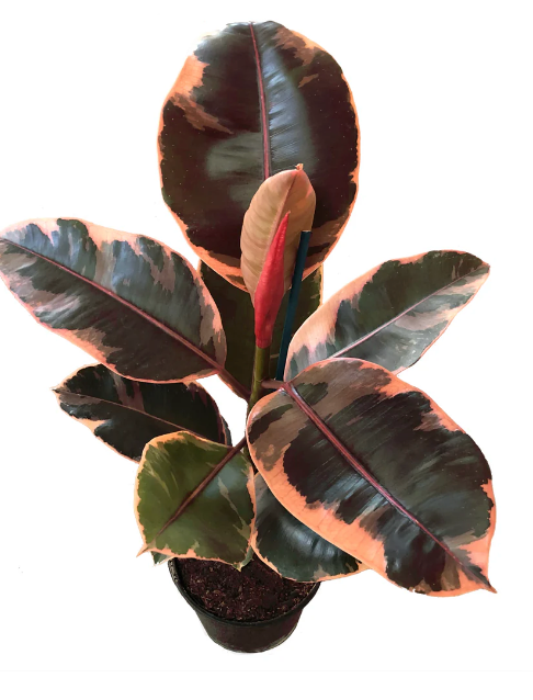 Ficus elastica &