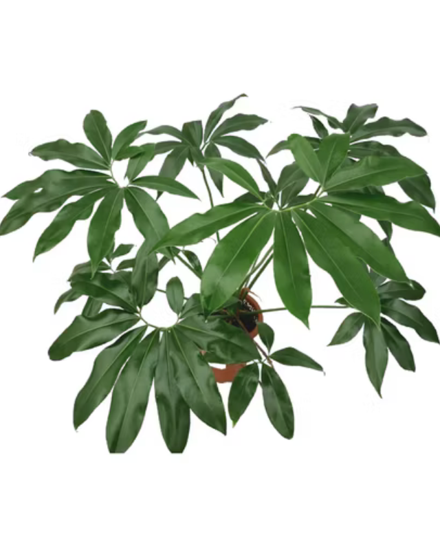 Philodendron Goeldii | Finger Leaf
