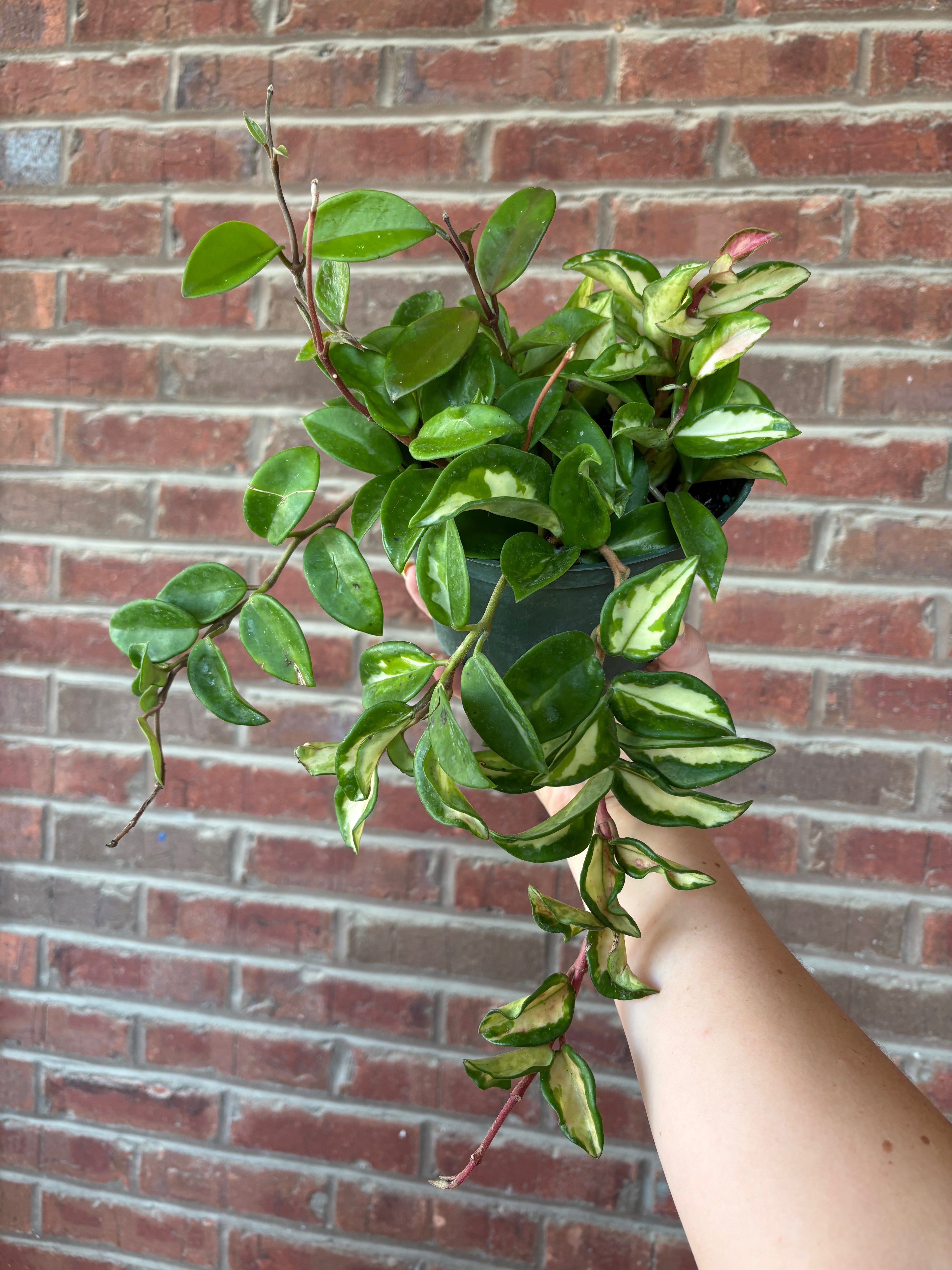 Hoya carnosa &