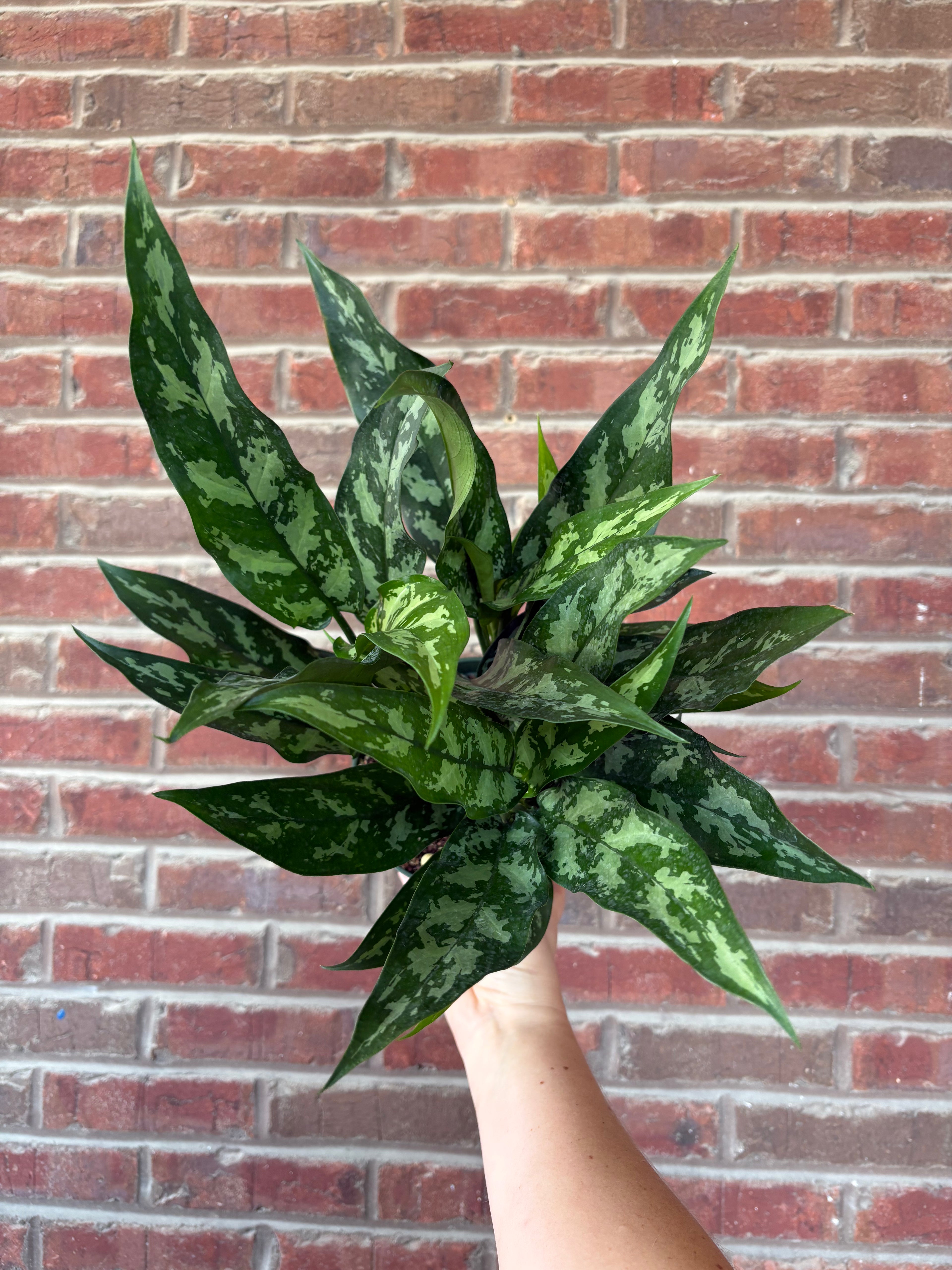 Aglaonema &