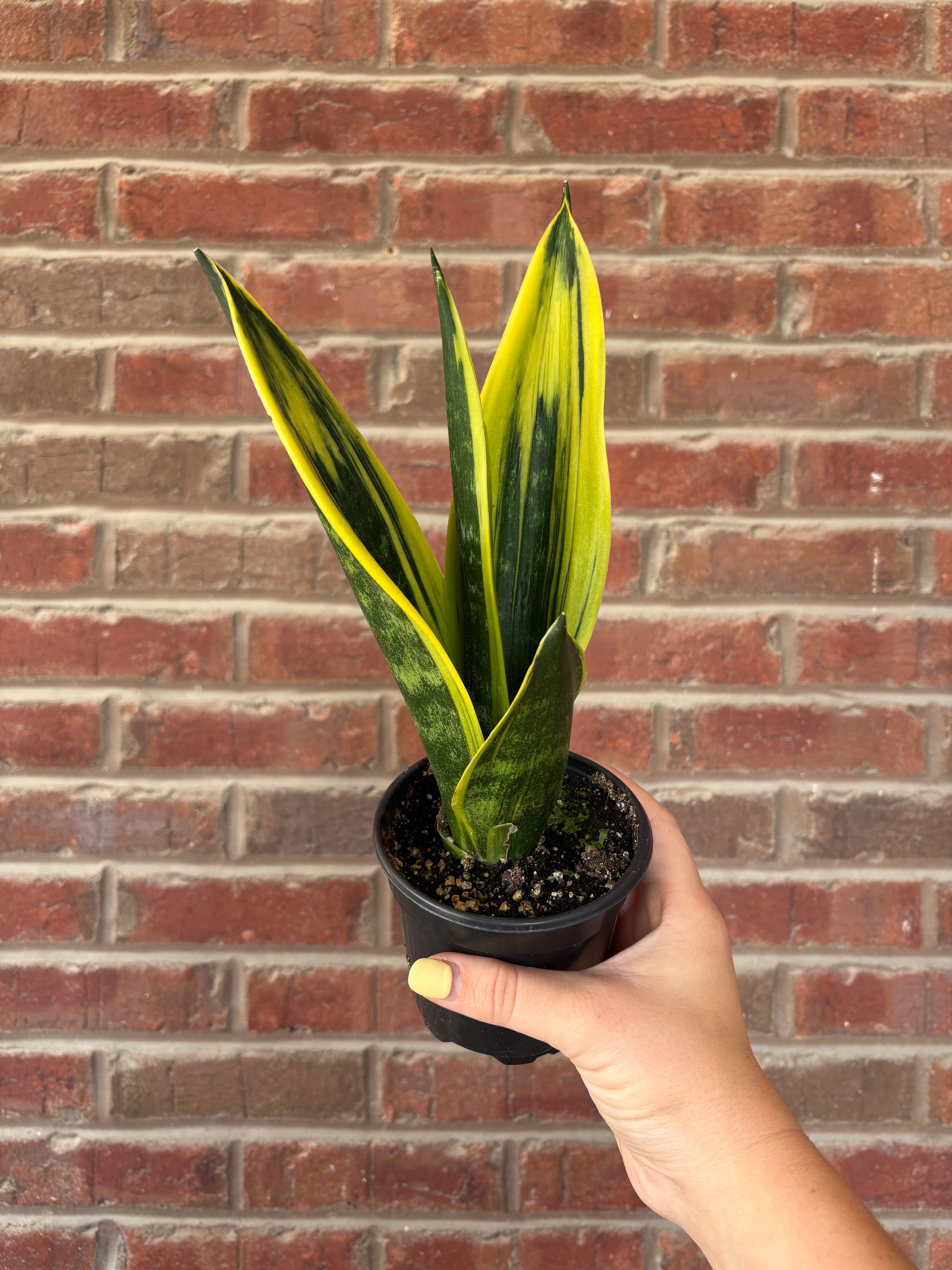Dracaena &