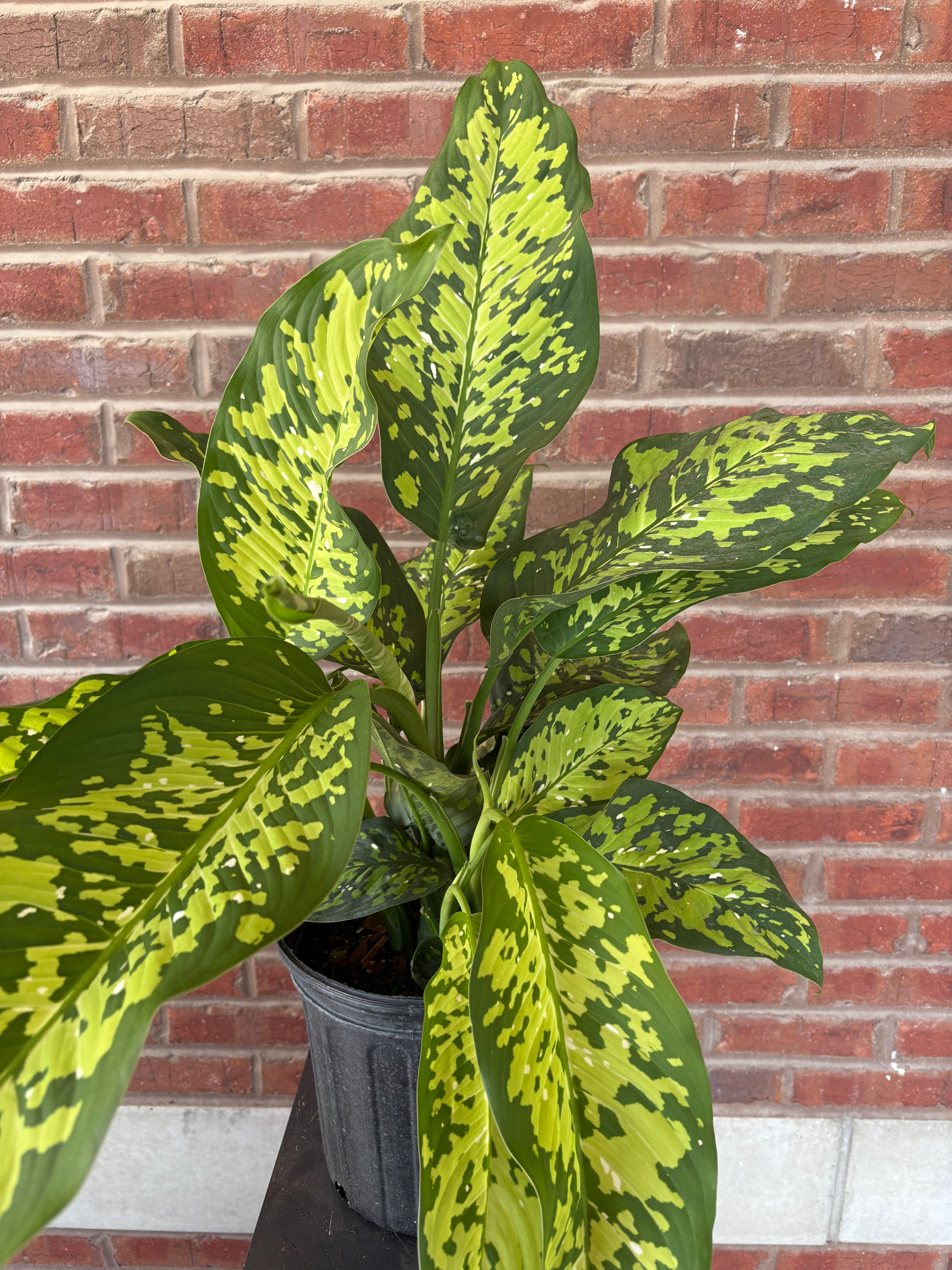 Dieffenbachia &