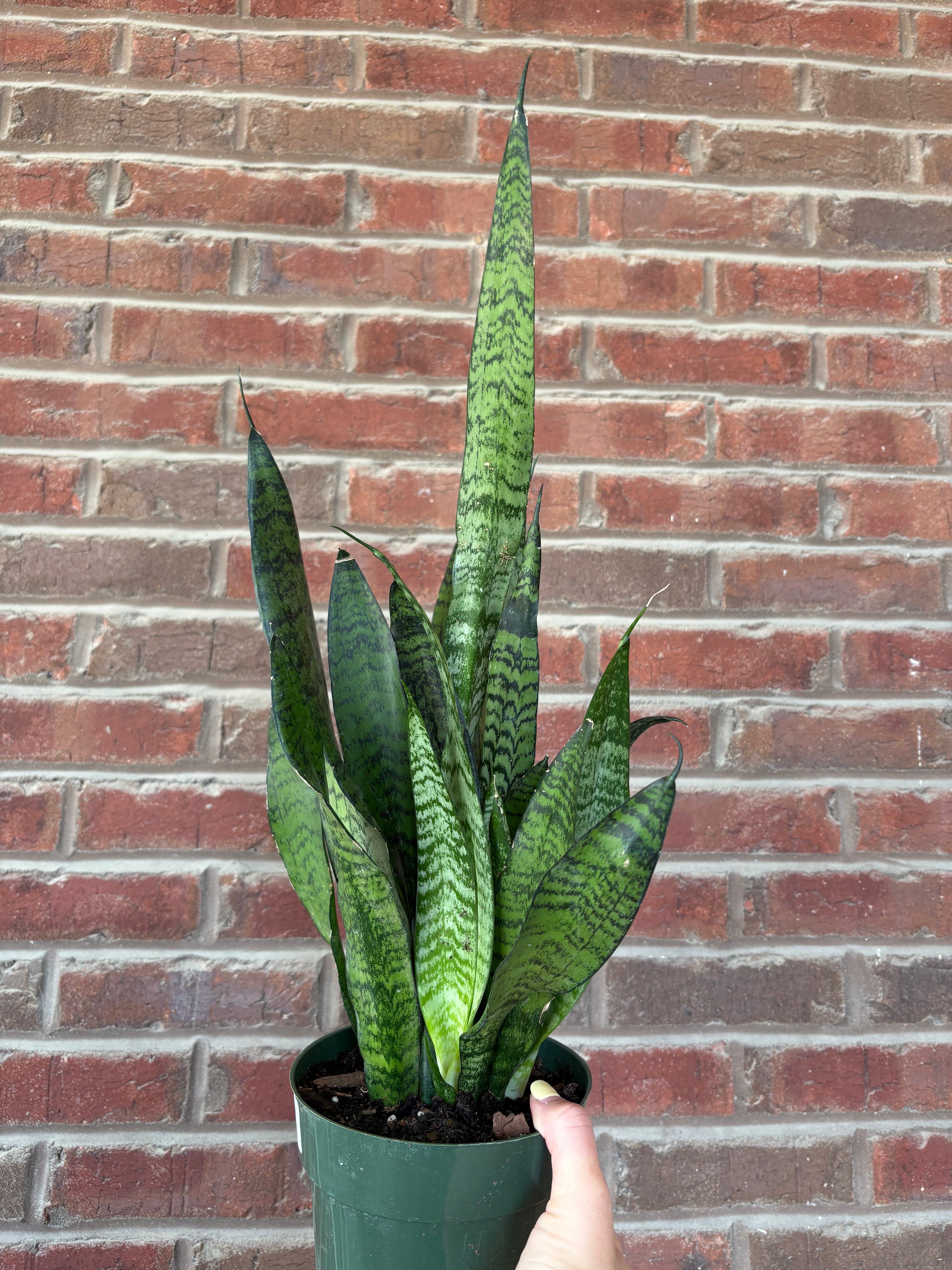 Dracaena &
