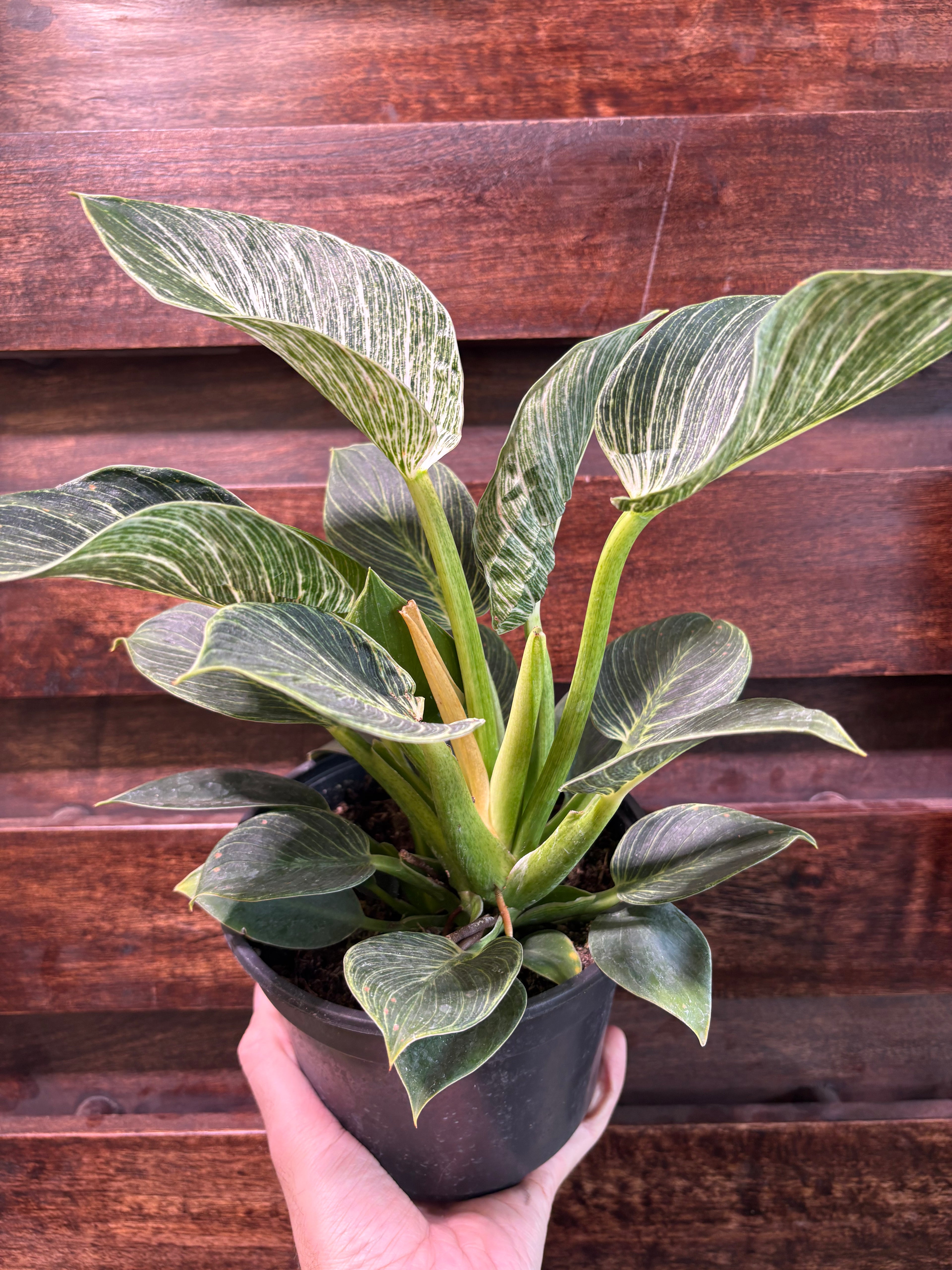 Philodendron &