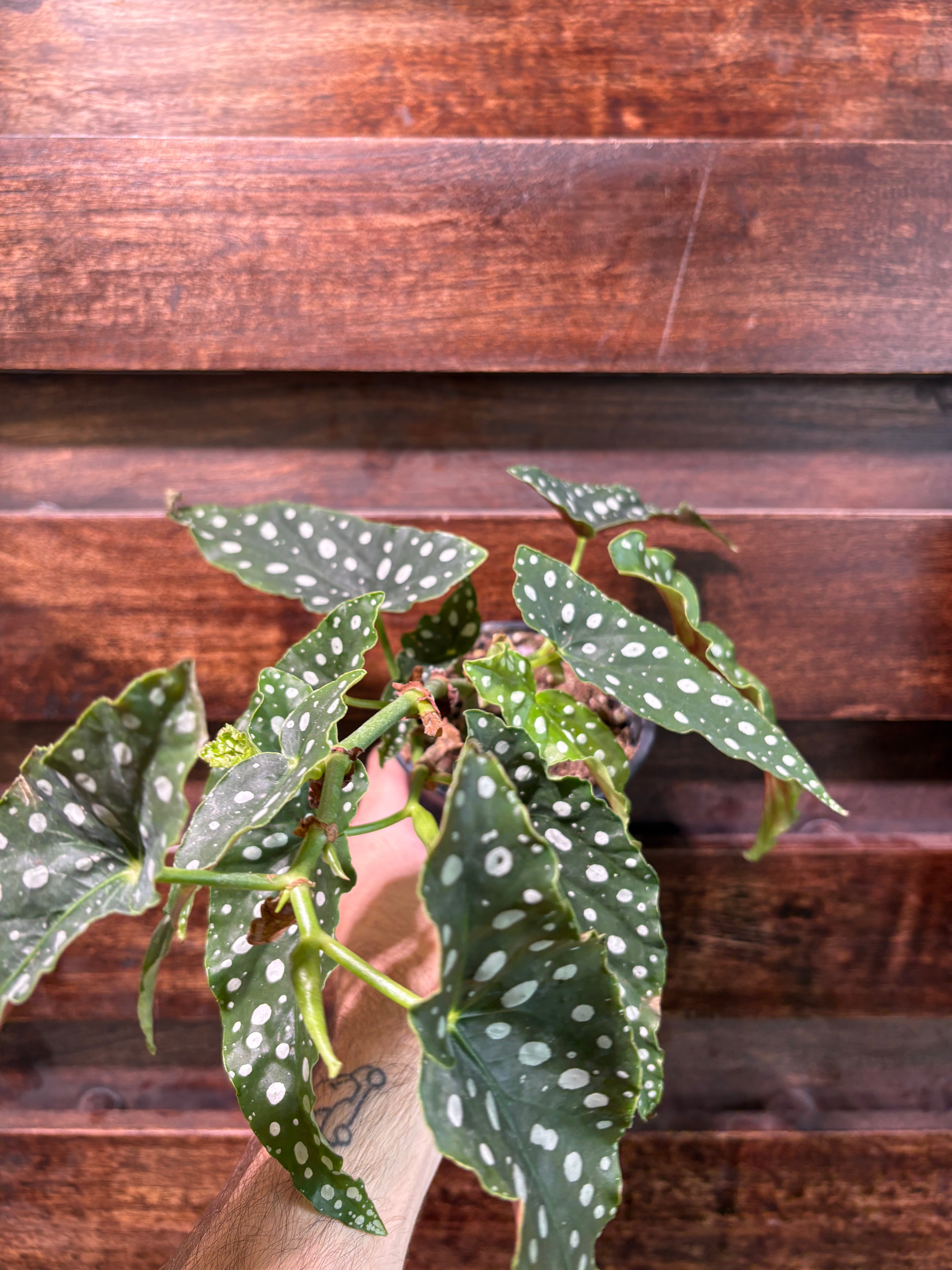 Begonia Maculata | Polka Dot Begonia