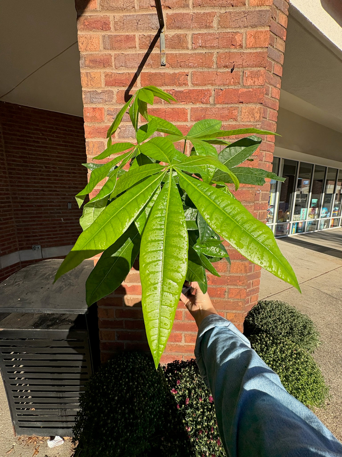 Pachira Aquatica | Money Tree