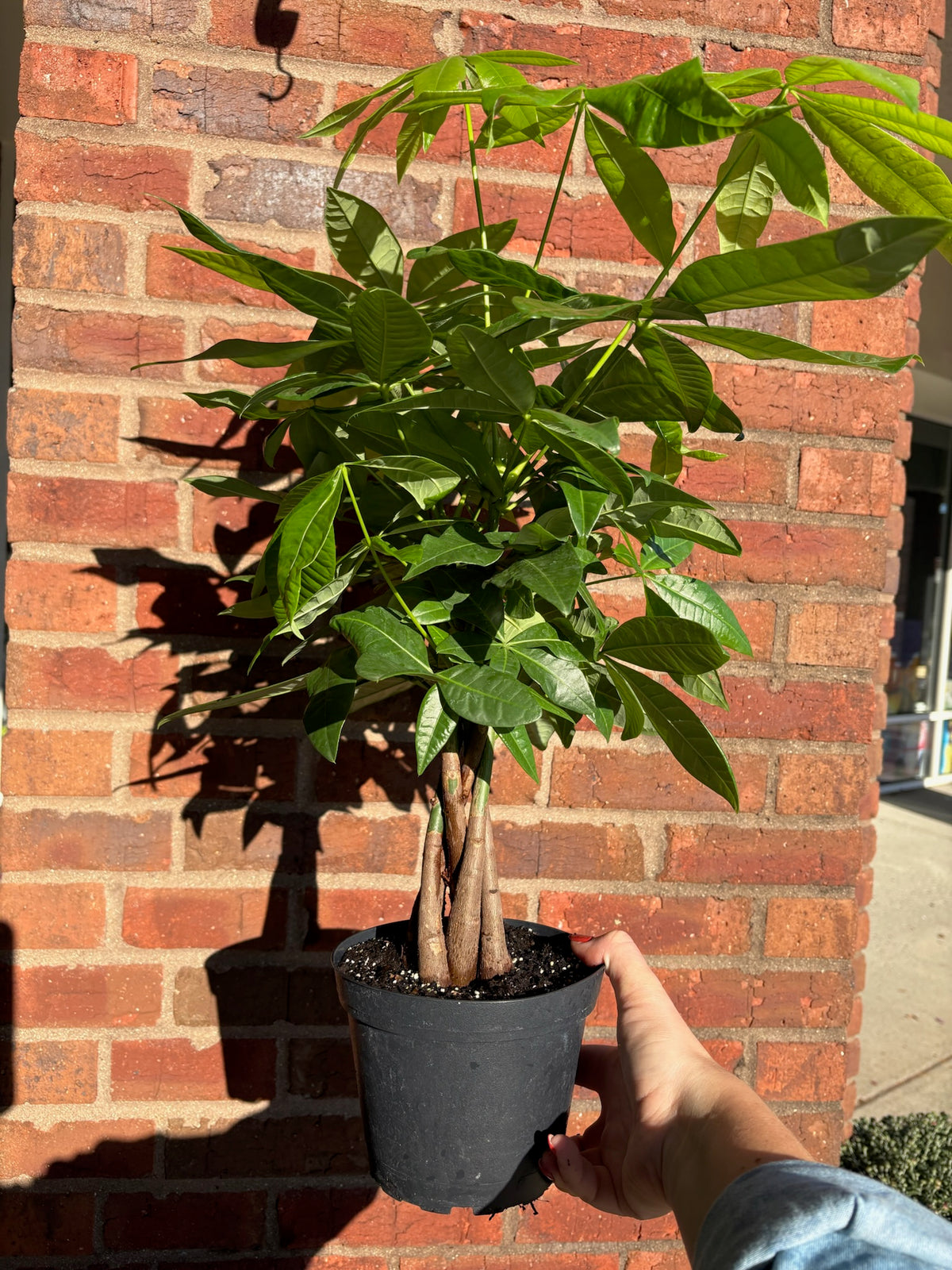 Pachira Aquatica | Money Tree