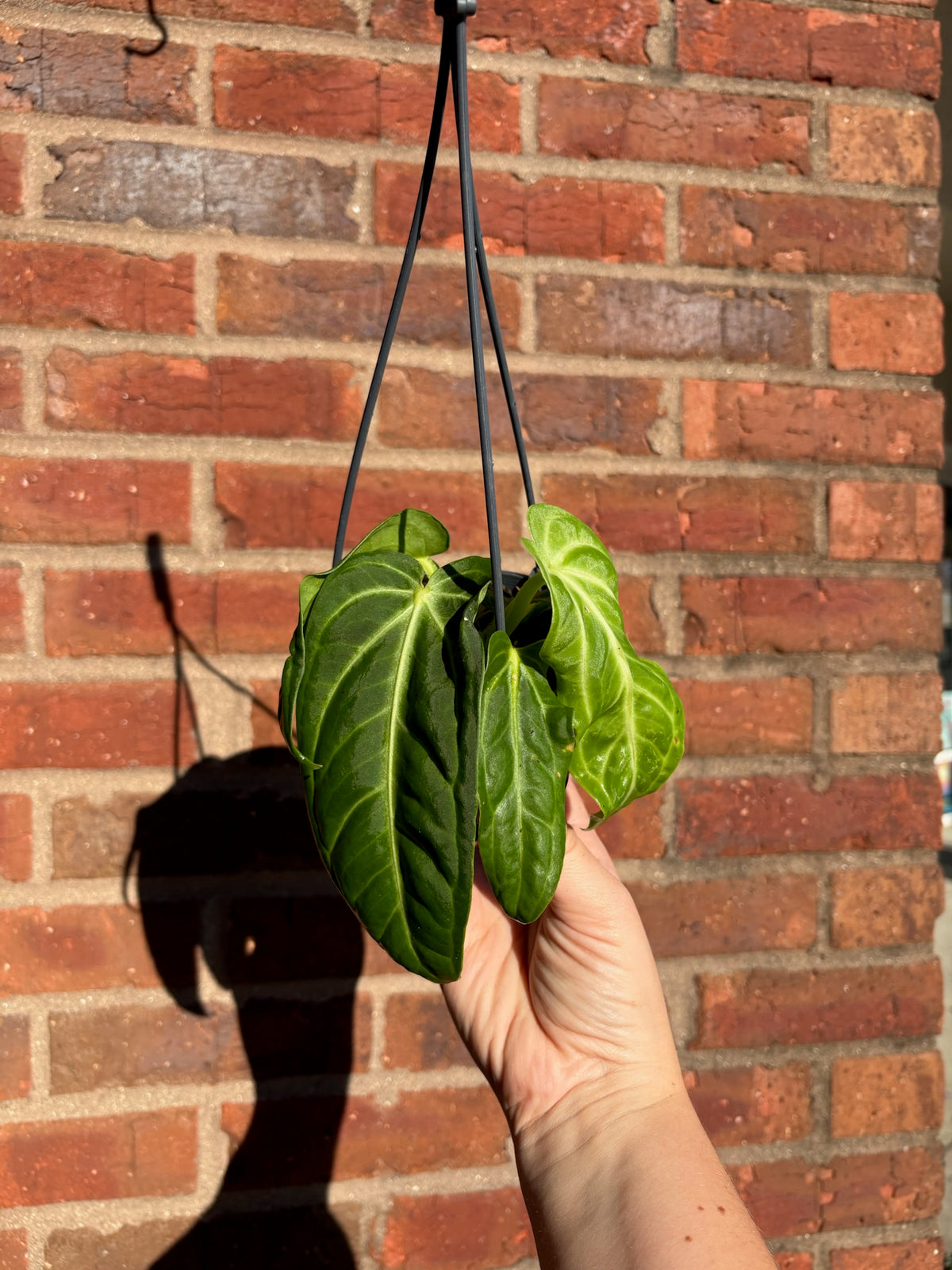Anthurium &