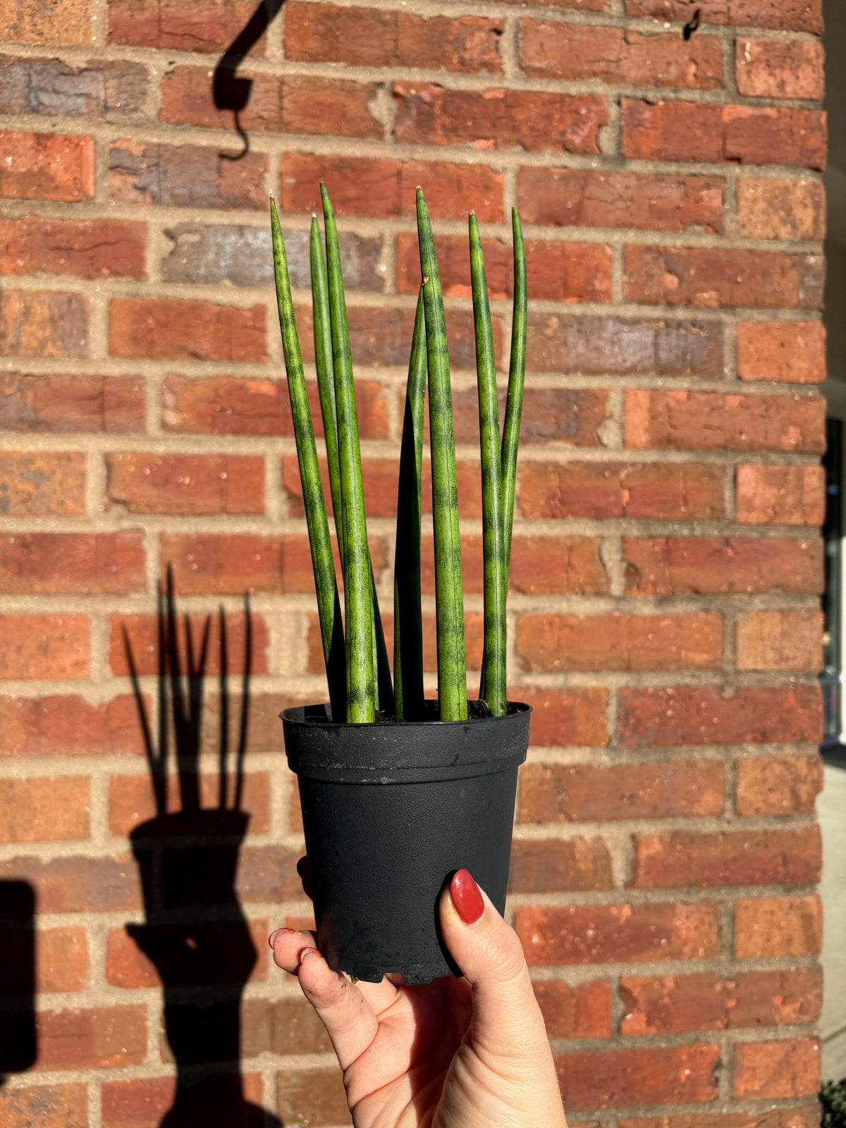 Dracaena Angolensis &