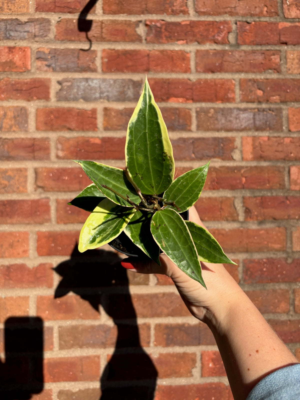 Hoya Macrophylla