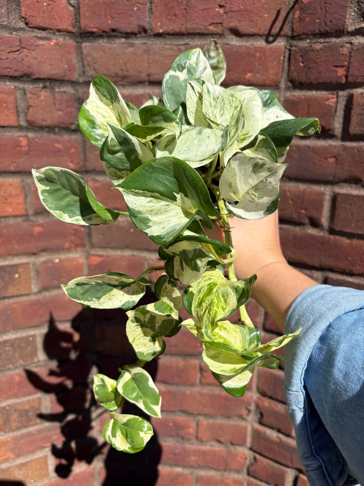 Epipremnum aureum &