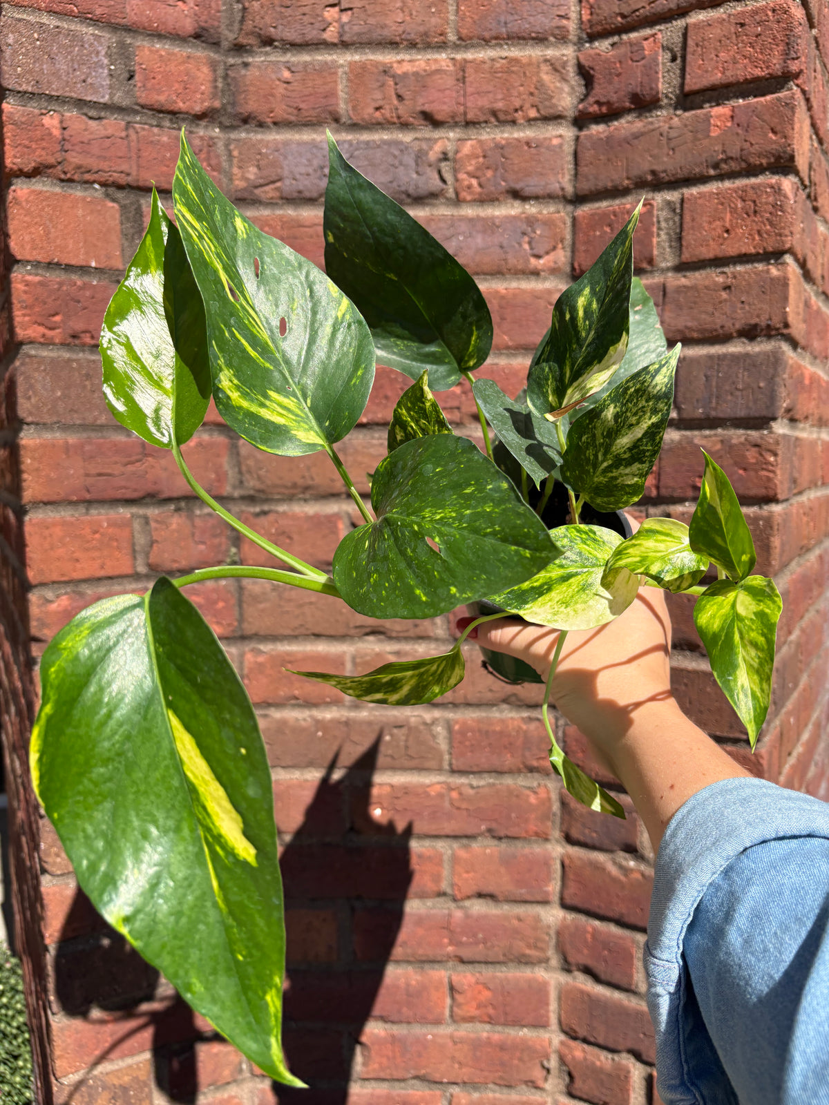 Epipremnum pinnatum &